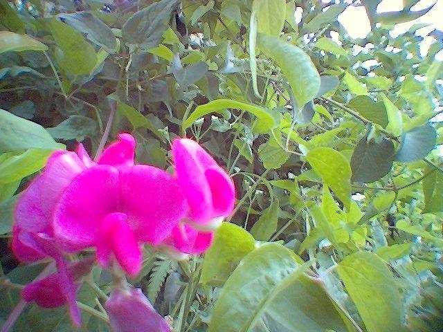 petite fleur 2.jpg